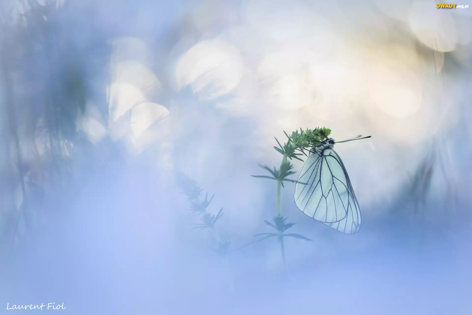 Motyl, Niestrzęp głogowiec, Roślina, Rozmyte tło
