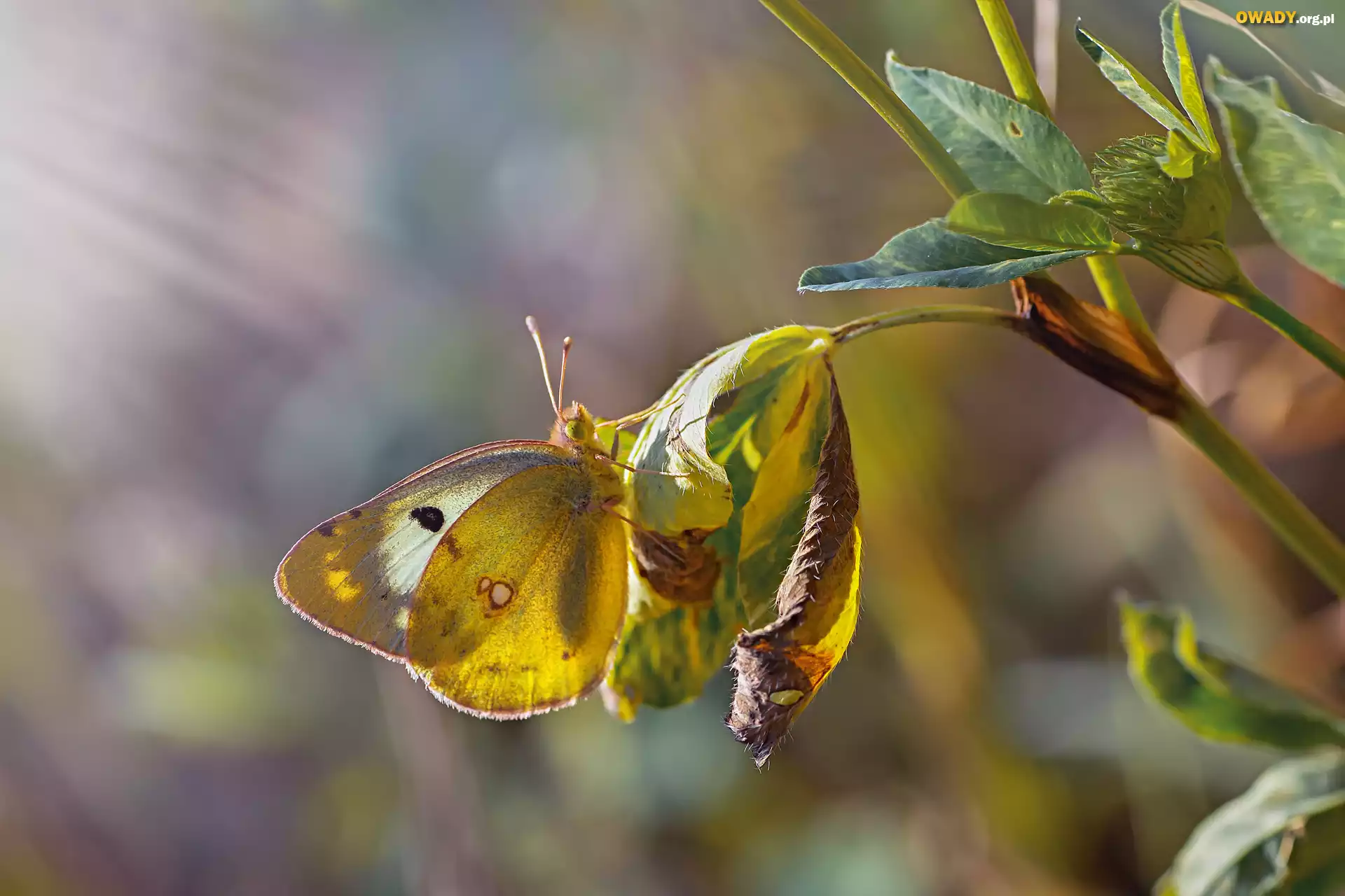Motyl, Liście, Roślina, Światło, Rozmyte, Tło