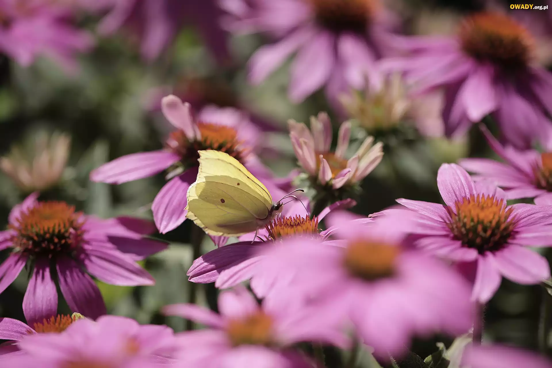 Motyl, Latolistek cytrynek, Różowe, Jeżówki