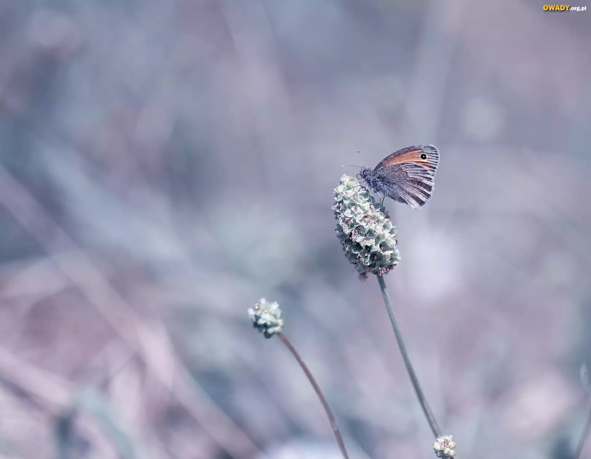 Motyl, Strzępotek ruczajnik, Roślina