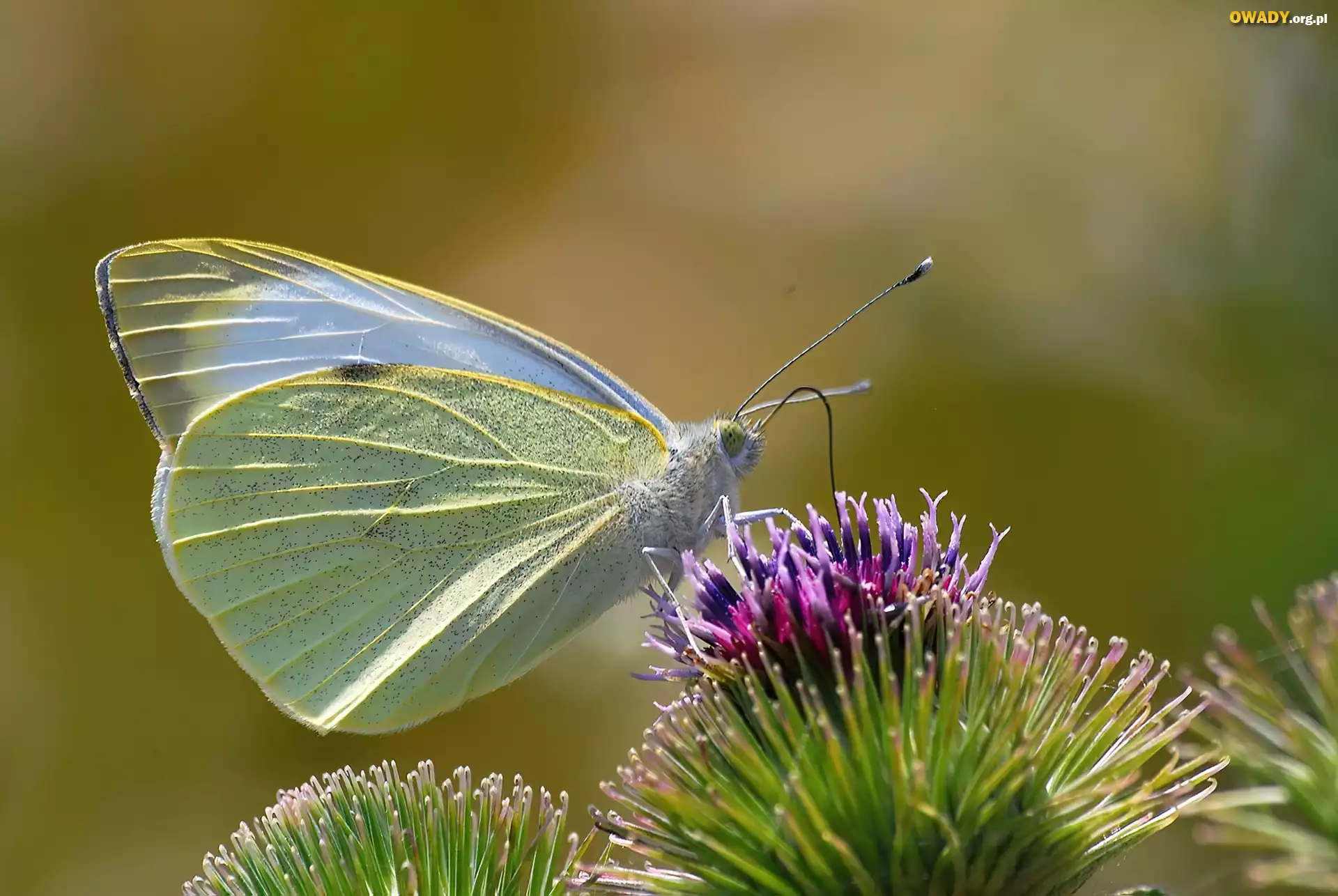 Motyl, Bielinek Rzepnik, Kwiat