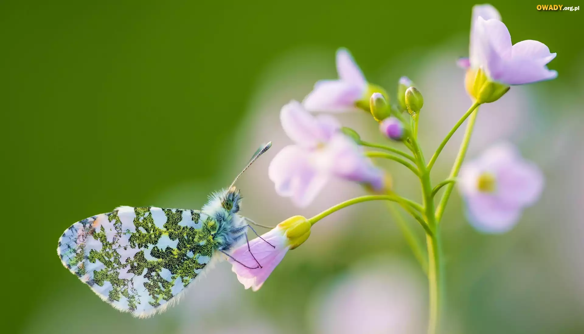 Motyl, Zorzynek rzeżuchowiec, Kwiatek