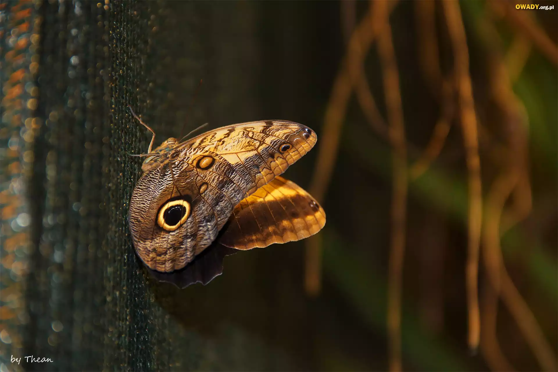 Motyl, Skrzydła