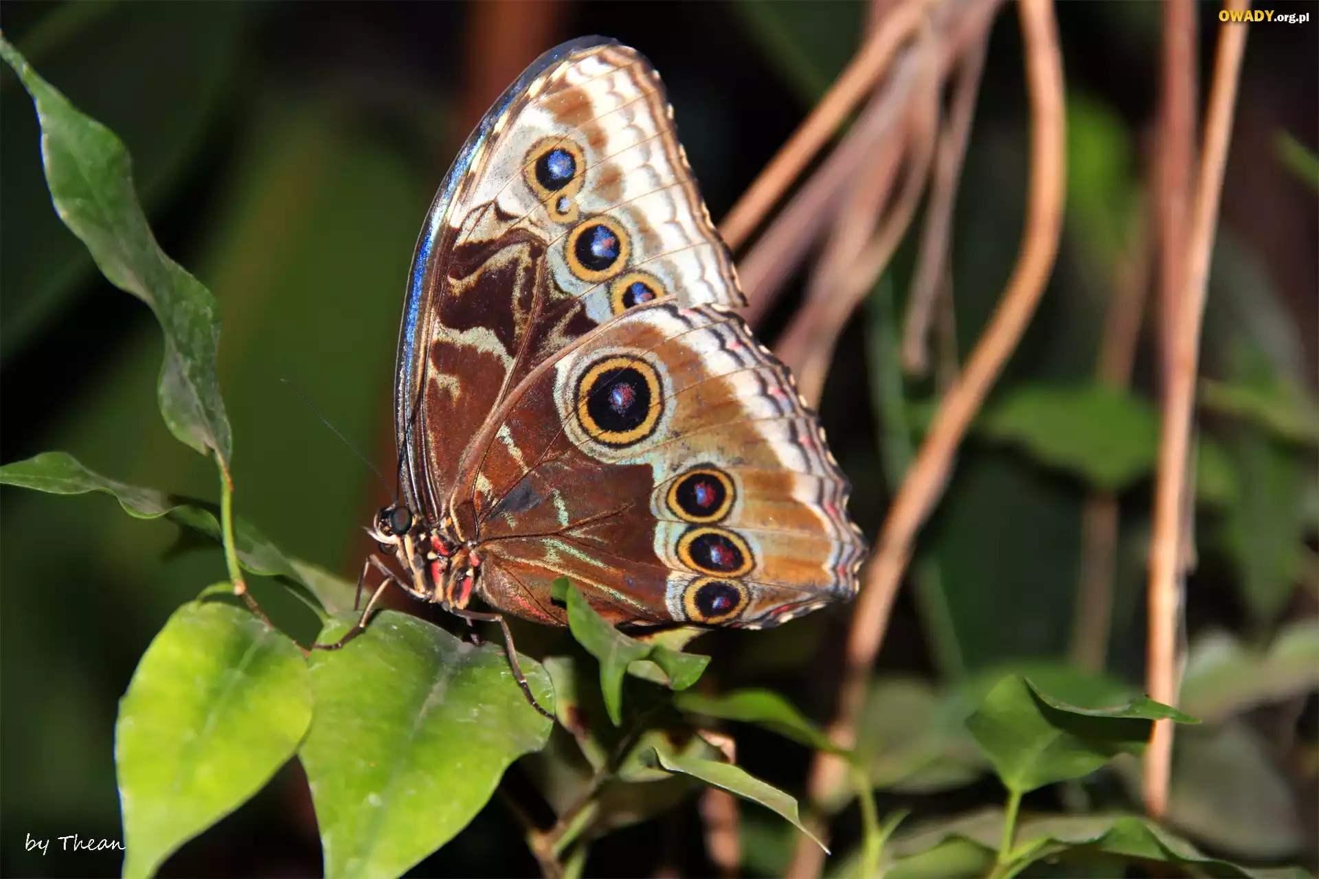 Motyl, Skrzydła