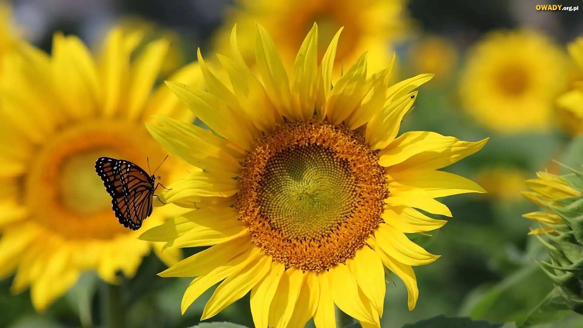 Motyl, Słonecznik