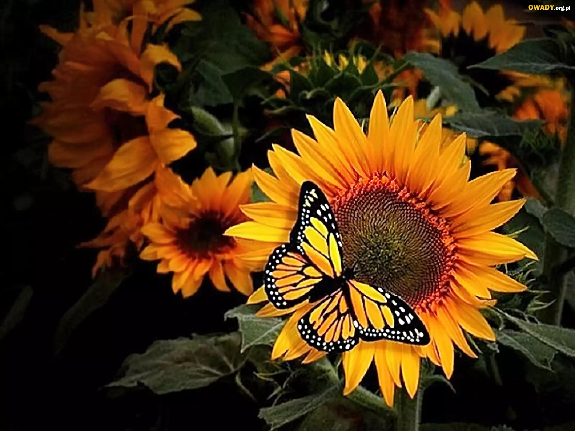 Motyl, Słoneczniki