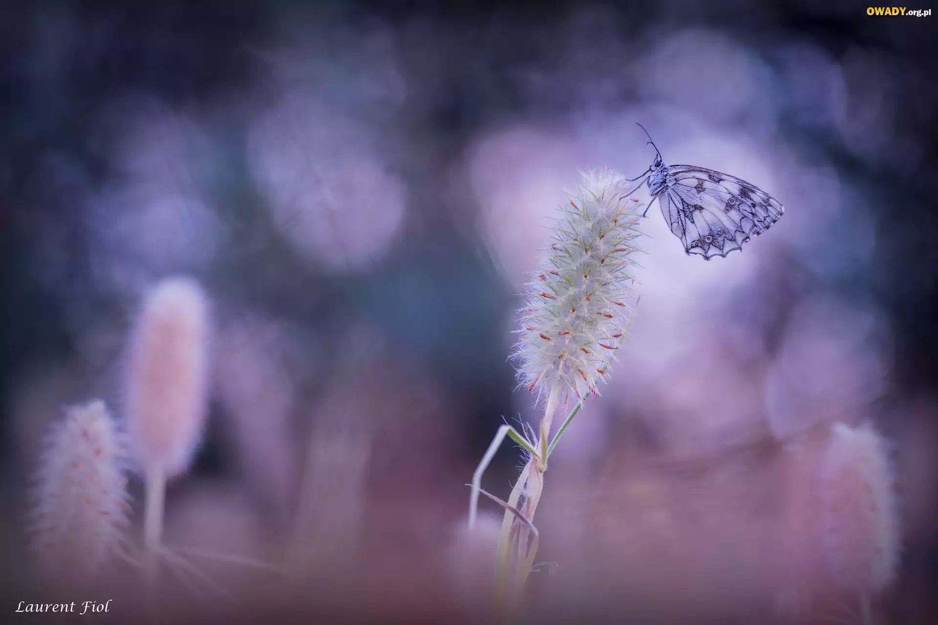 Motyl, Polowiec szachownica, Roślina