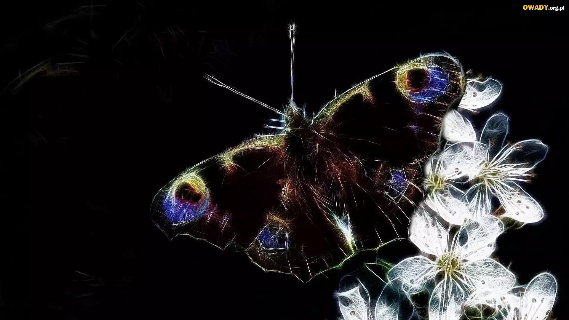 Motyl, Białe, Kwiaty, Czarne, Tło, Fractalius