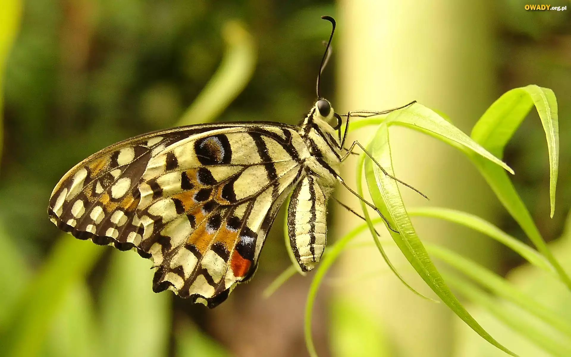 Motyl, Trawa