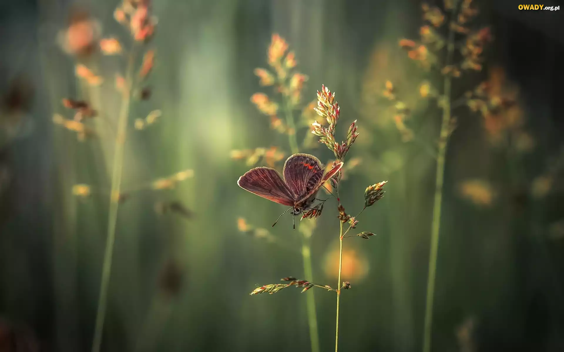Motyl, Trawa