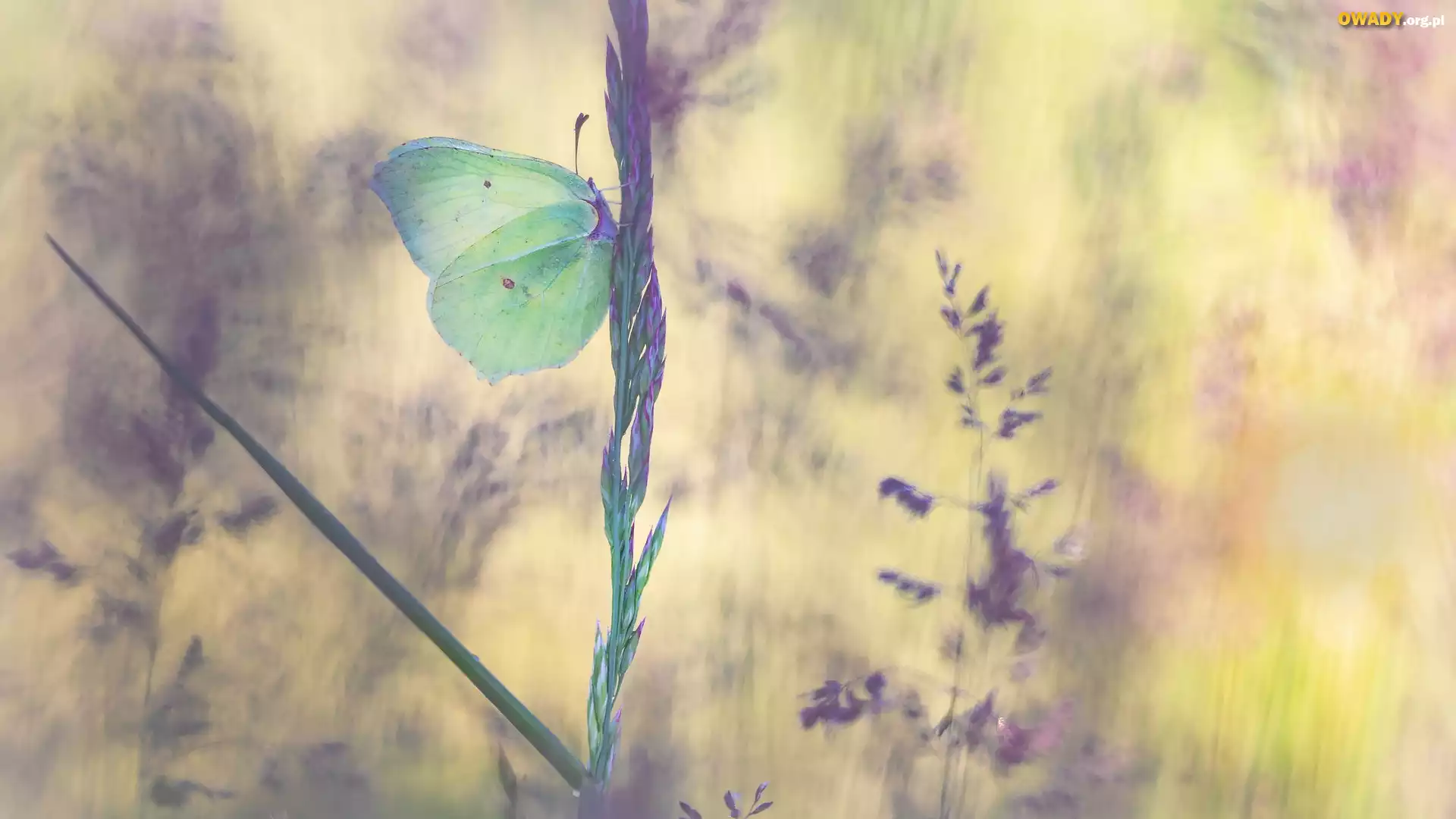 Motyl, Latolistek cytrynek, Trawa, Źdźbło