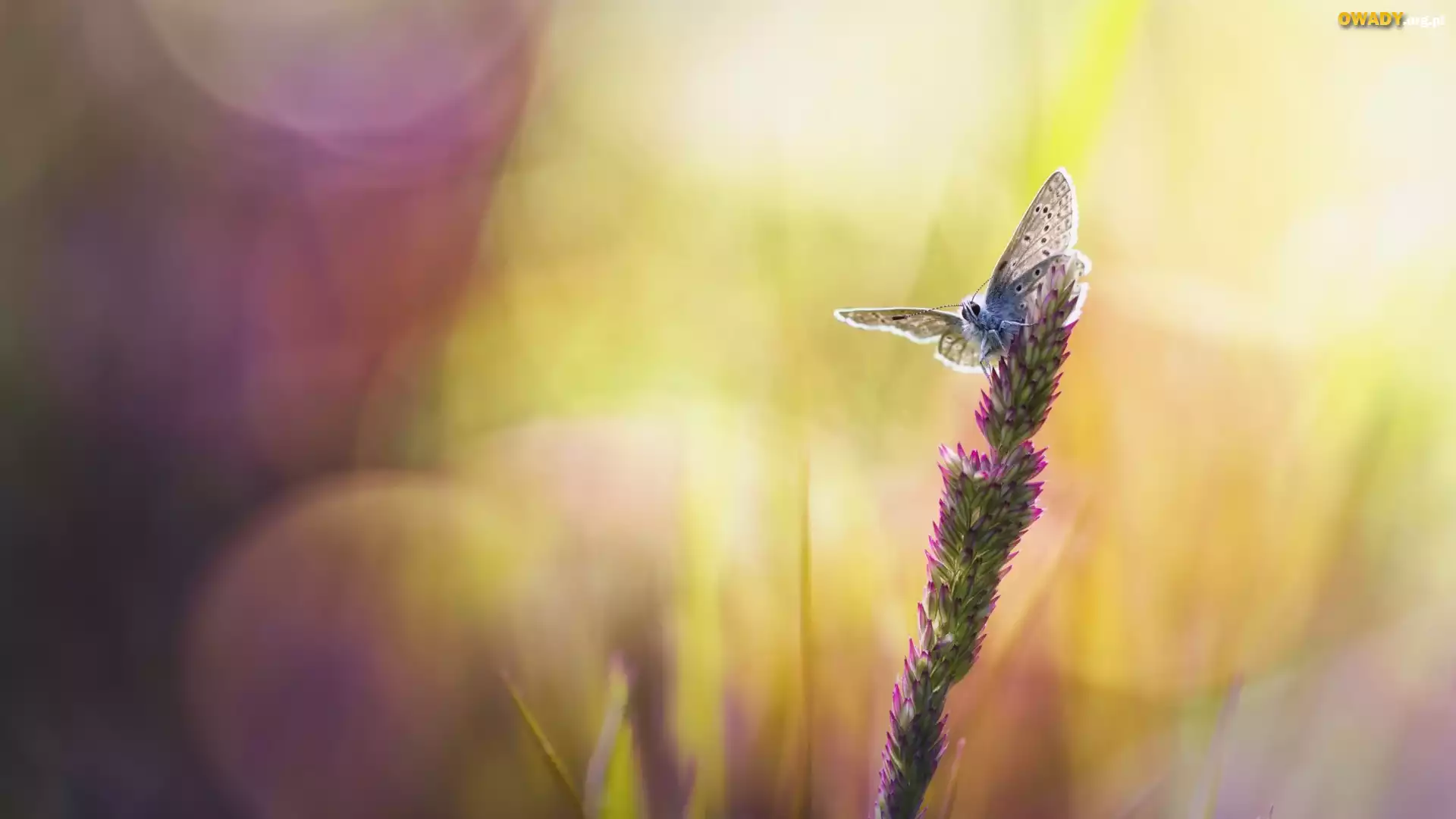 Źdźbło, Trawa, Motyl, Bokeh