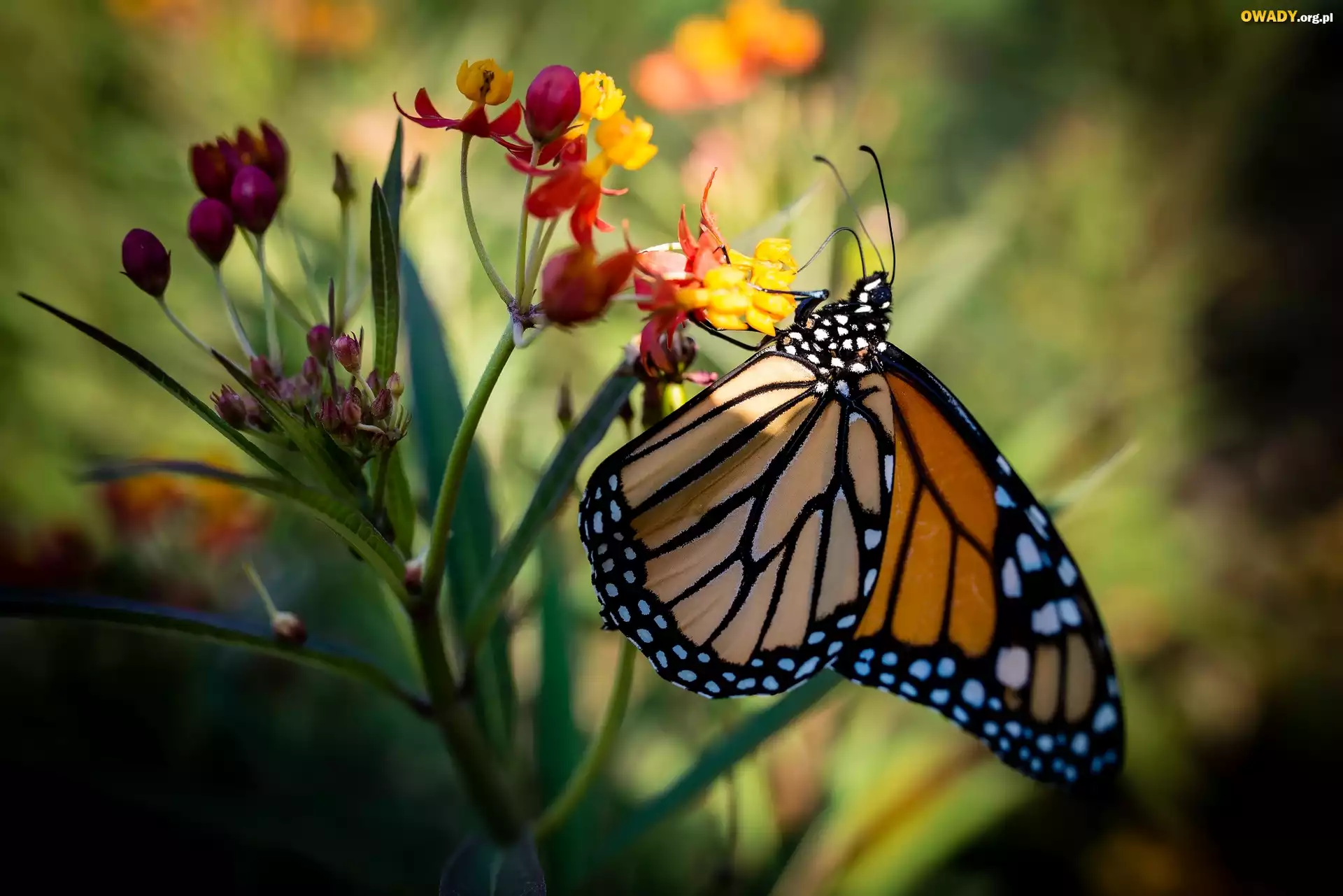 Motyl monarcha, Danaid wędrowny, Kwiat