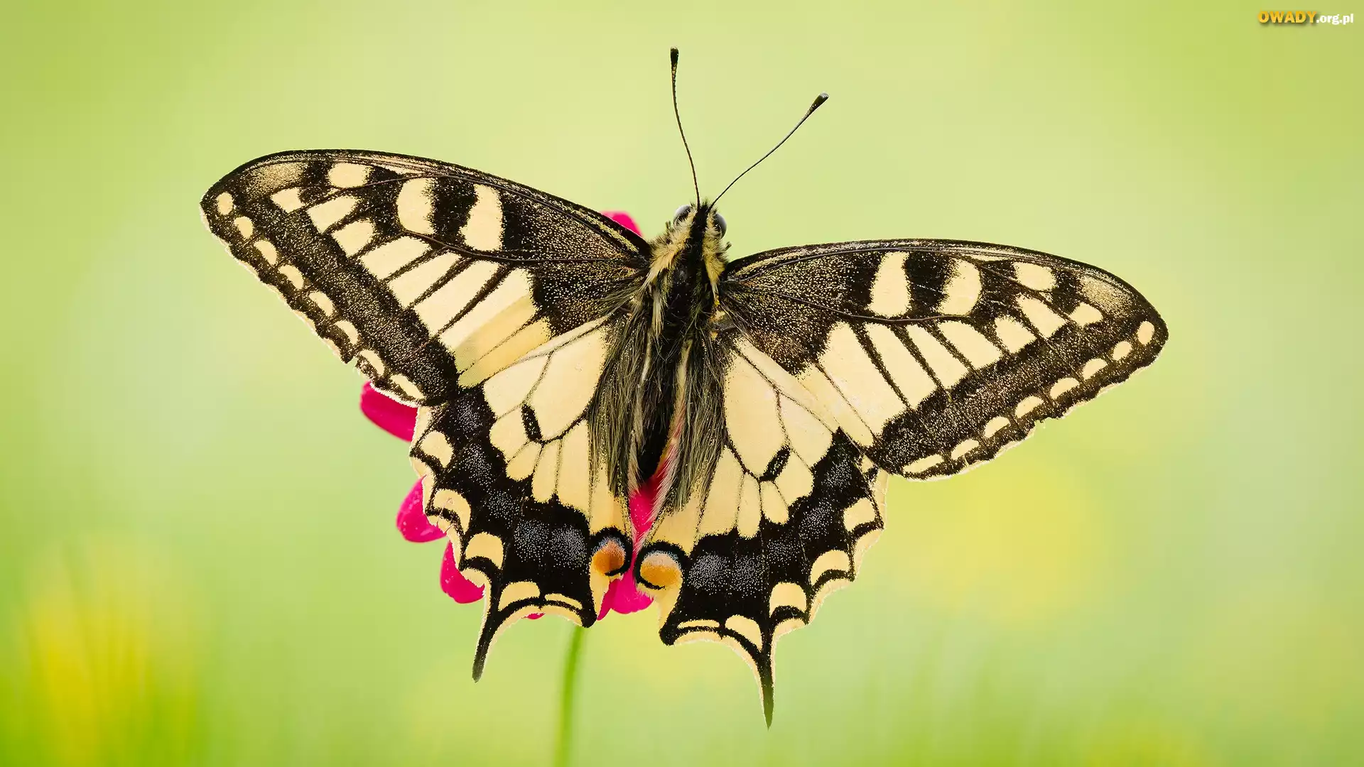 Motyl, Paź królowej, Makro, Zielone, Tło