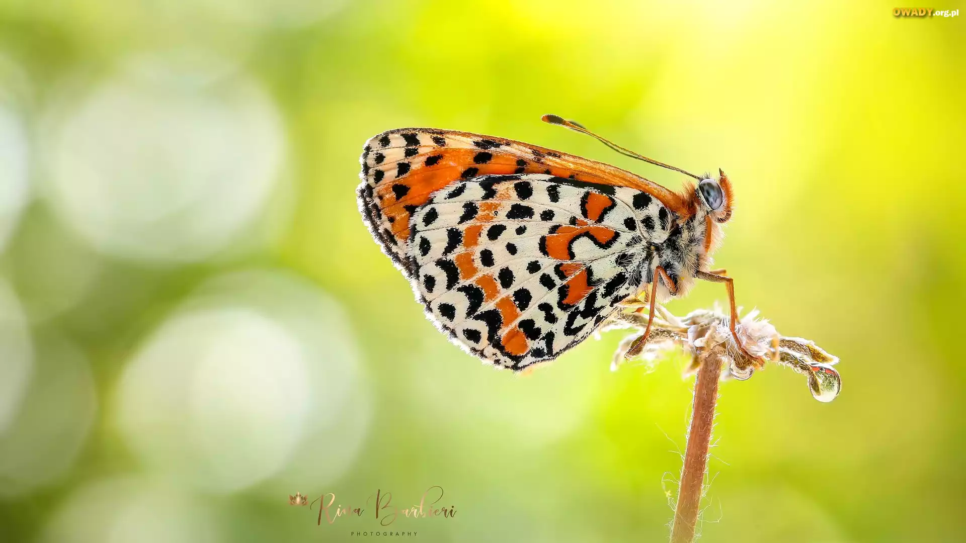 Motyl, Roślina, Makro, Zielone tło
