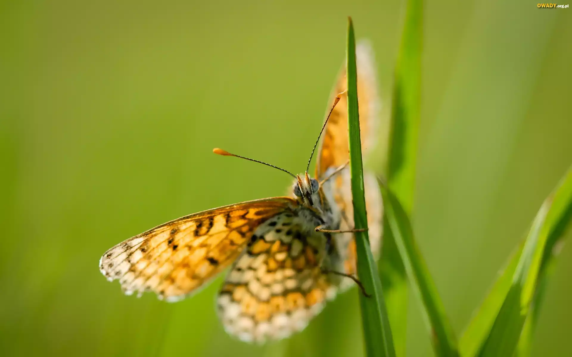Motyl, Trawa, Zielone, Tło