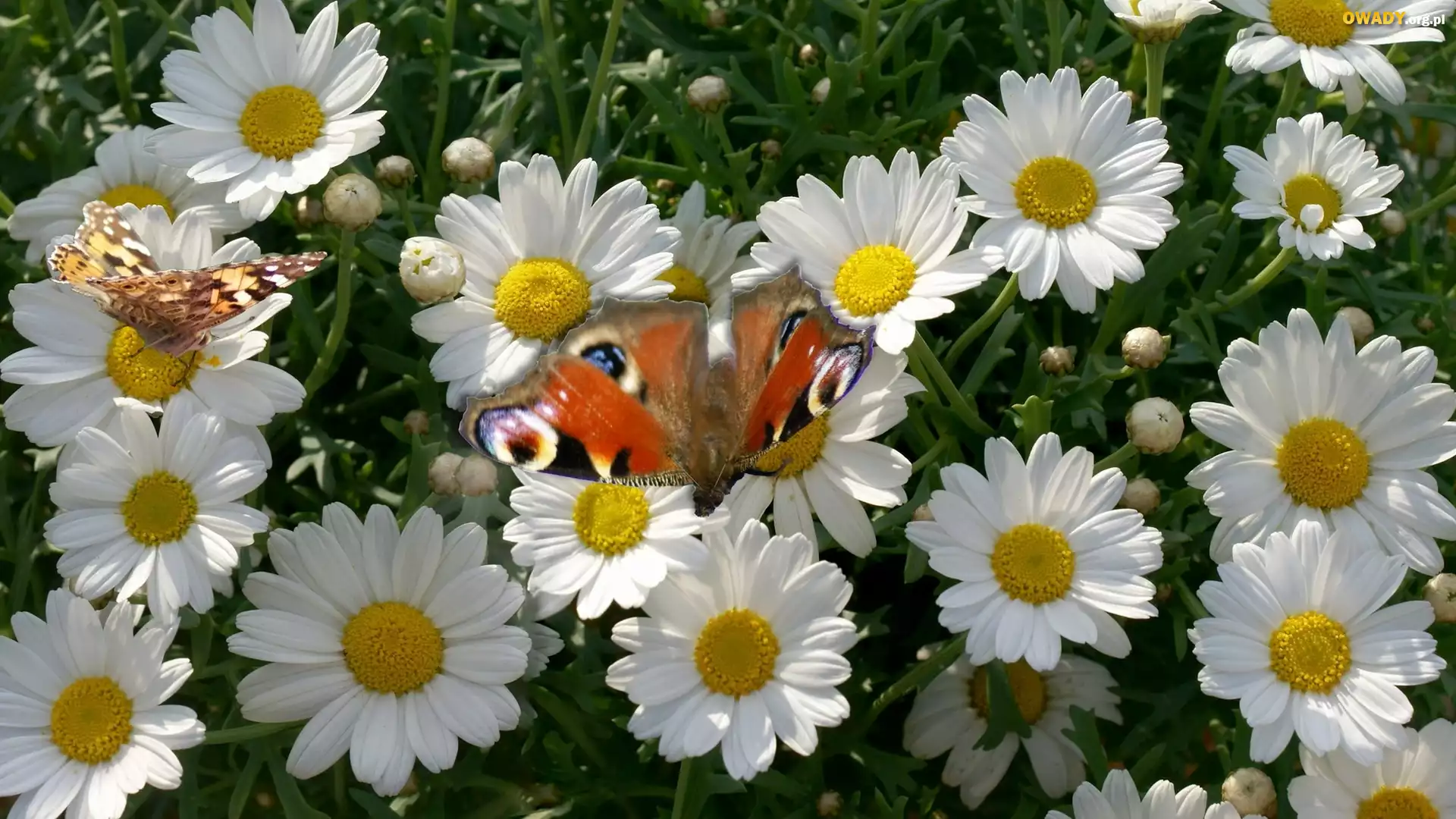 Margerytki, Motyl, Rusałka pawik