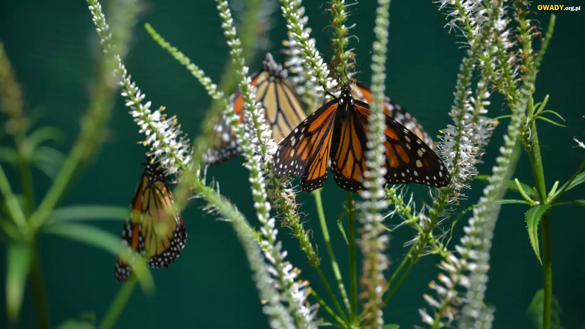 Motyl, Monarcha, Trawa