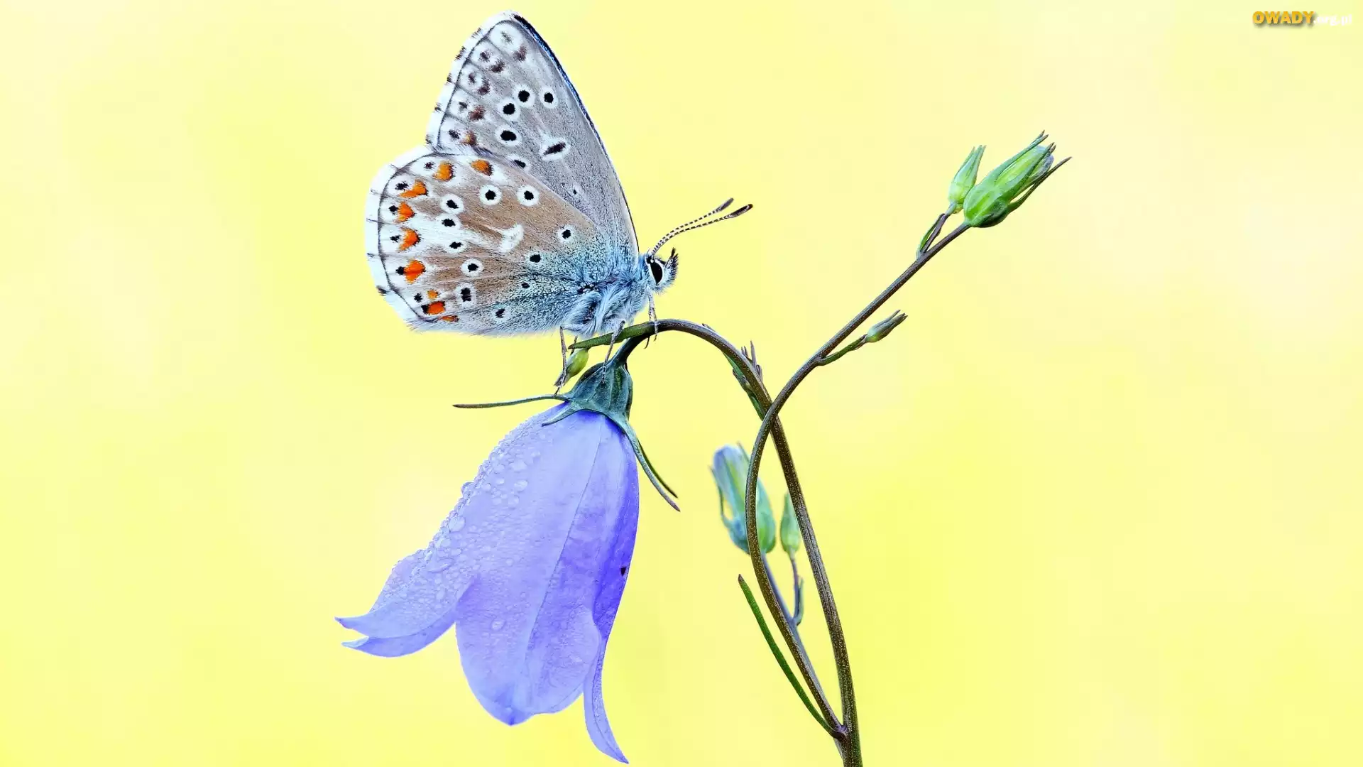 Motyl, Modraszek ikar, Motylek, Dzwonek