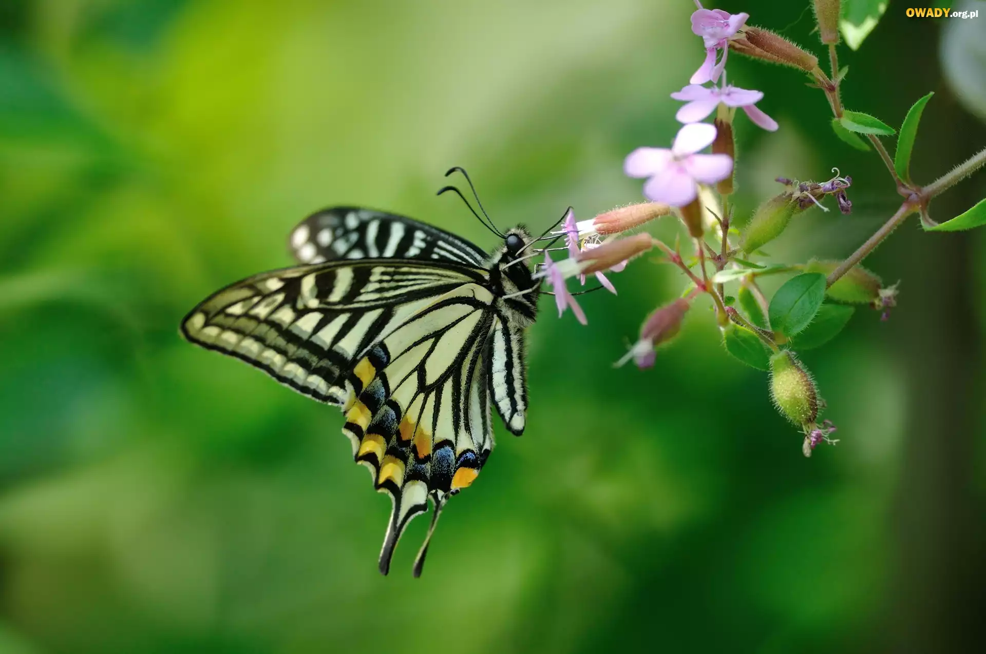 Motyl, Motylek, Kwiat