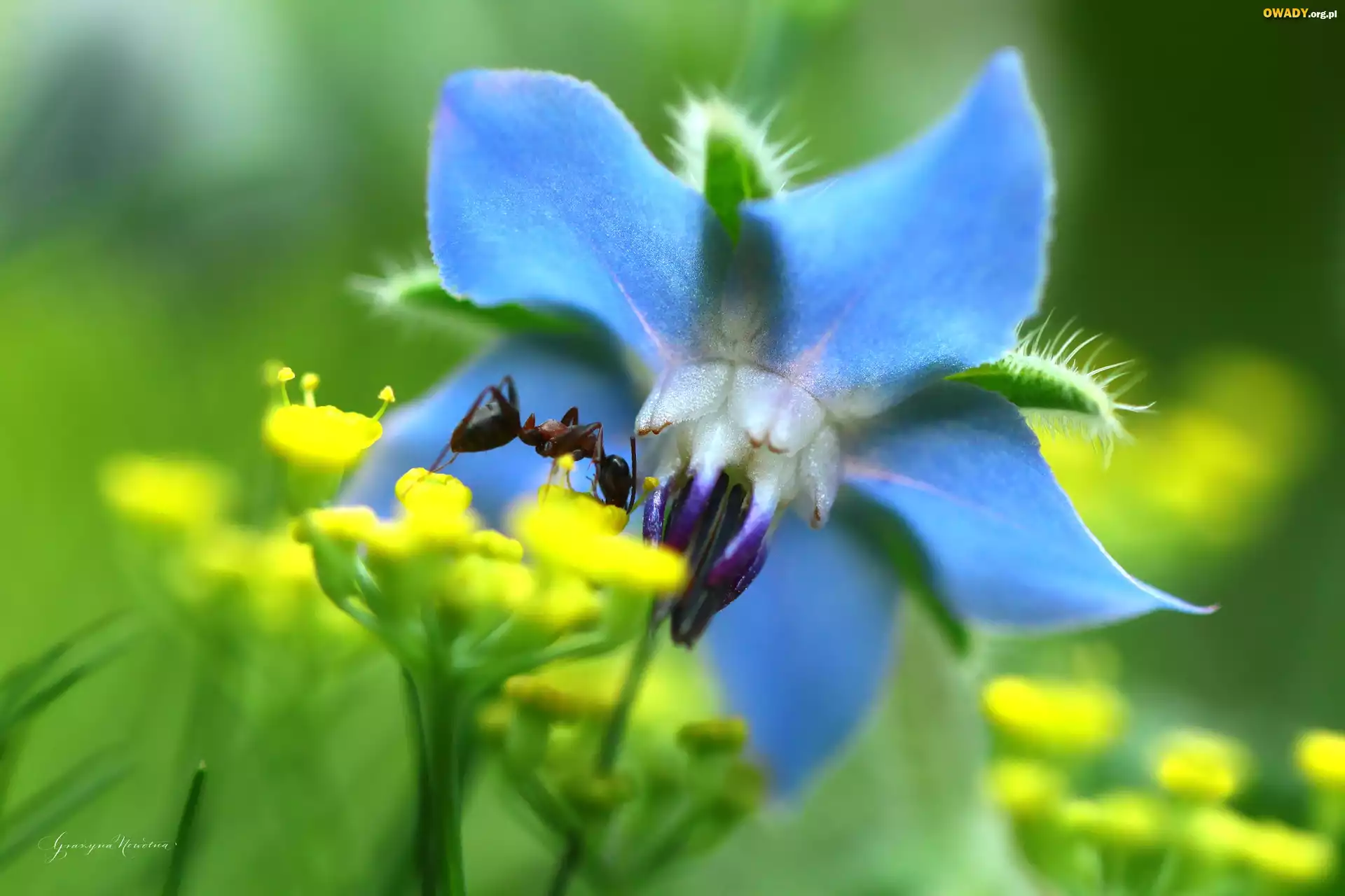 Mrówka, Owad, Niebieski, Kwiat