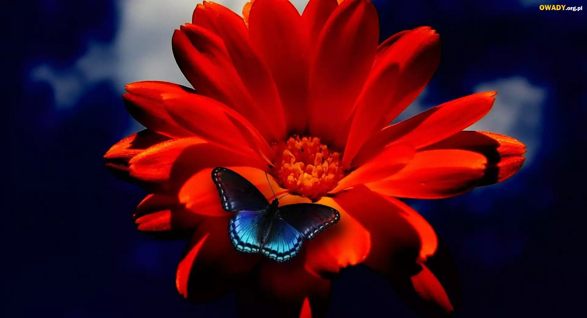 Gerbera, Niebieski, Motyl