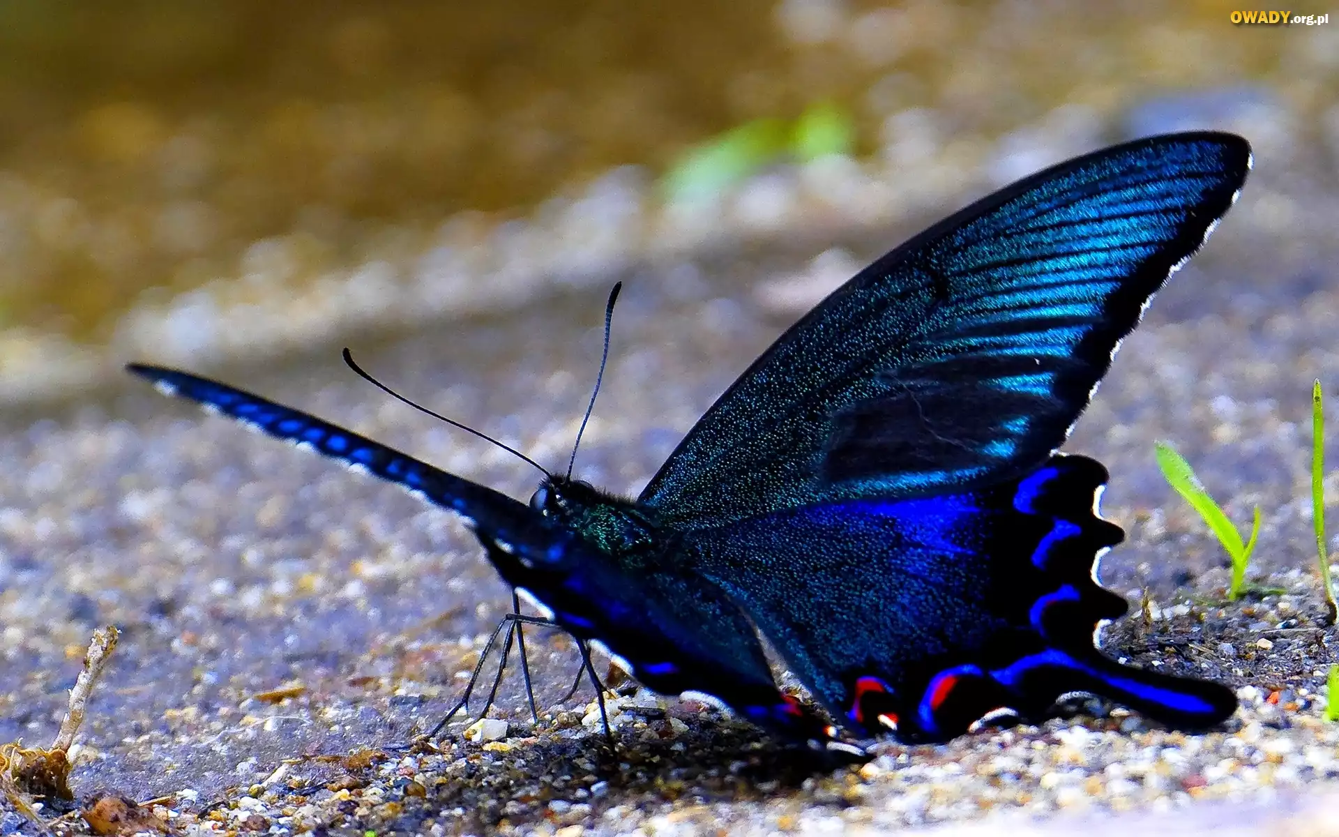 Niebieski, Motyl