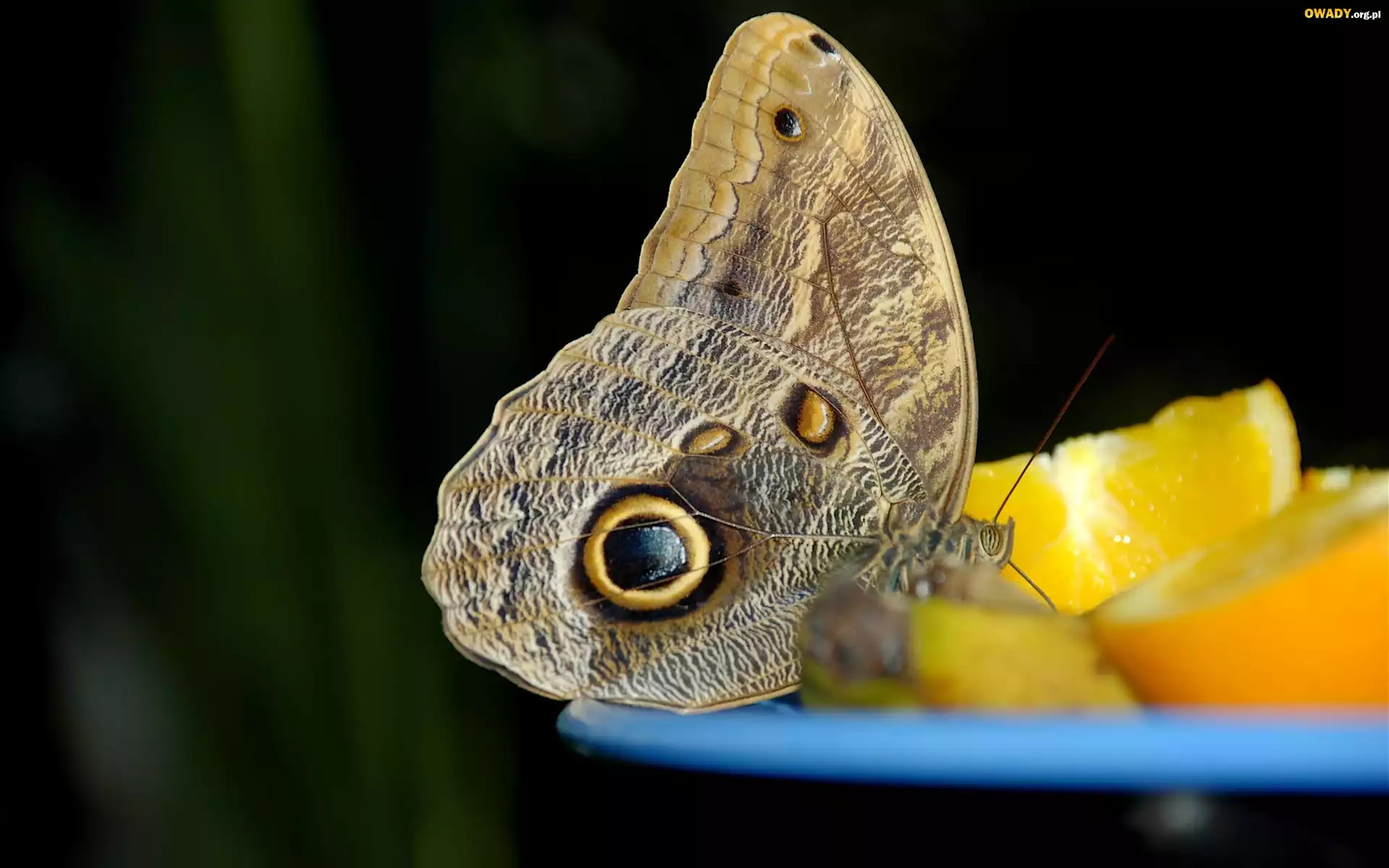 Motyl, Oko, Pomarańcza