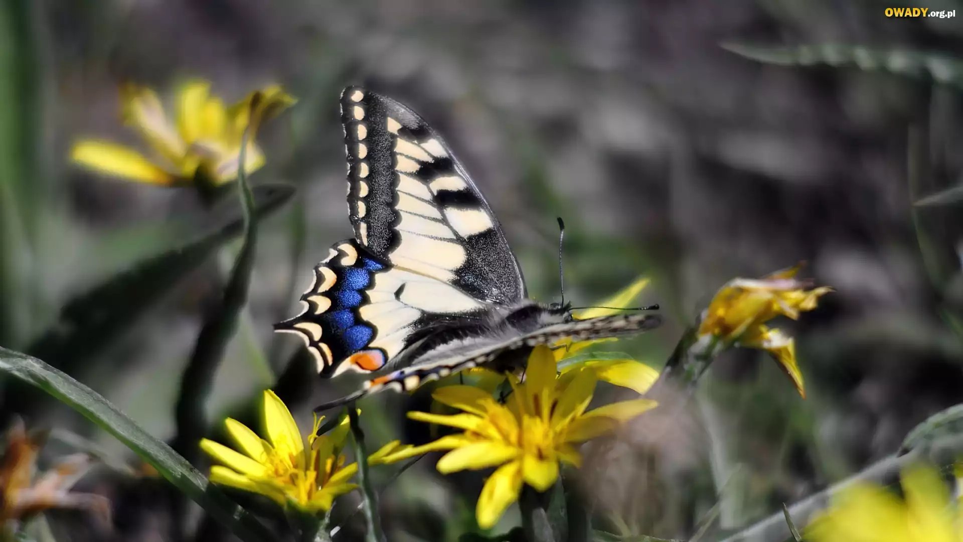 Motyl, Paź królowej, Żółte, Kwiaty