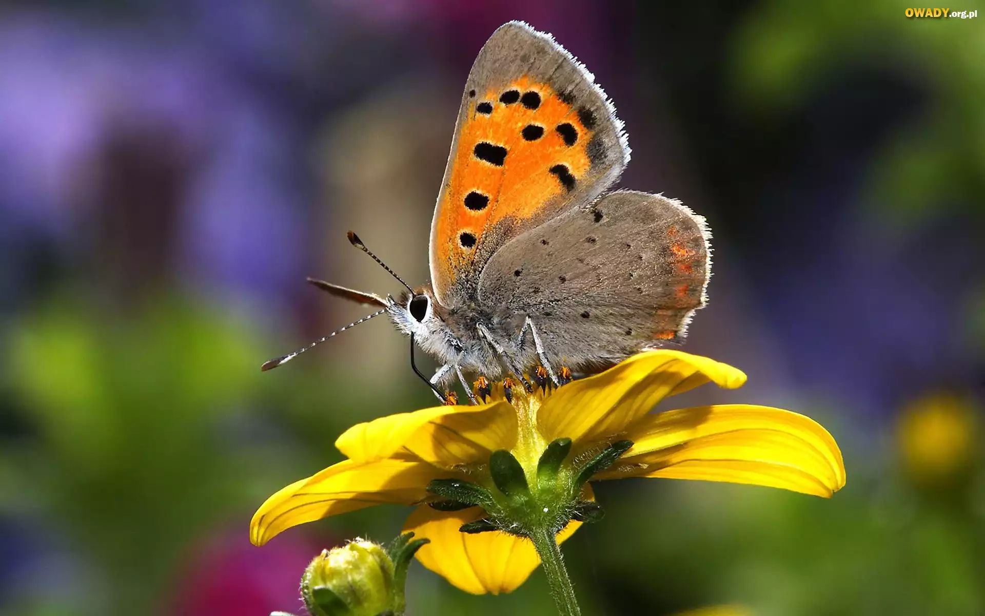 Motyl, Żółty, Kwiat