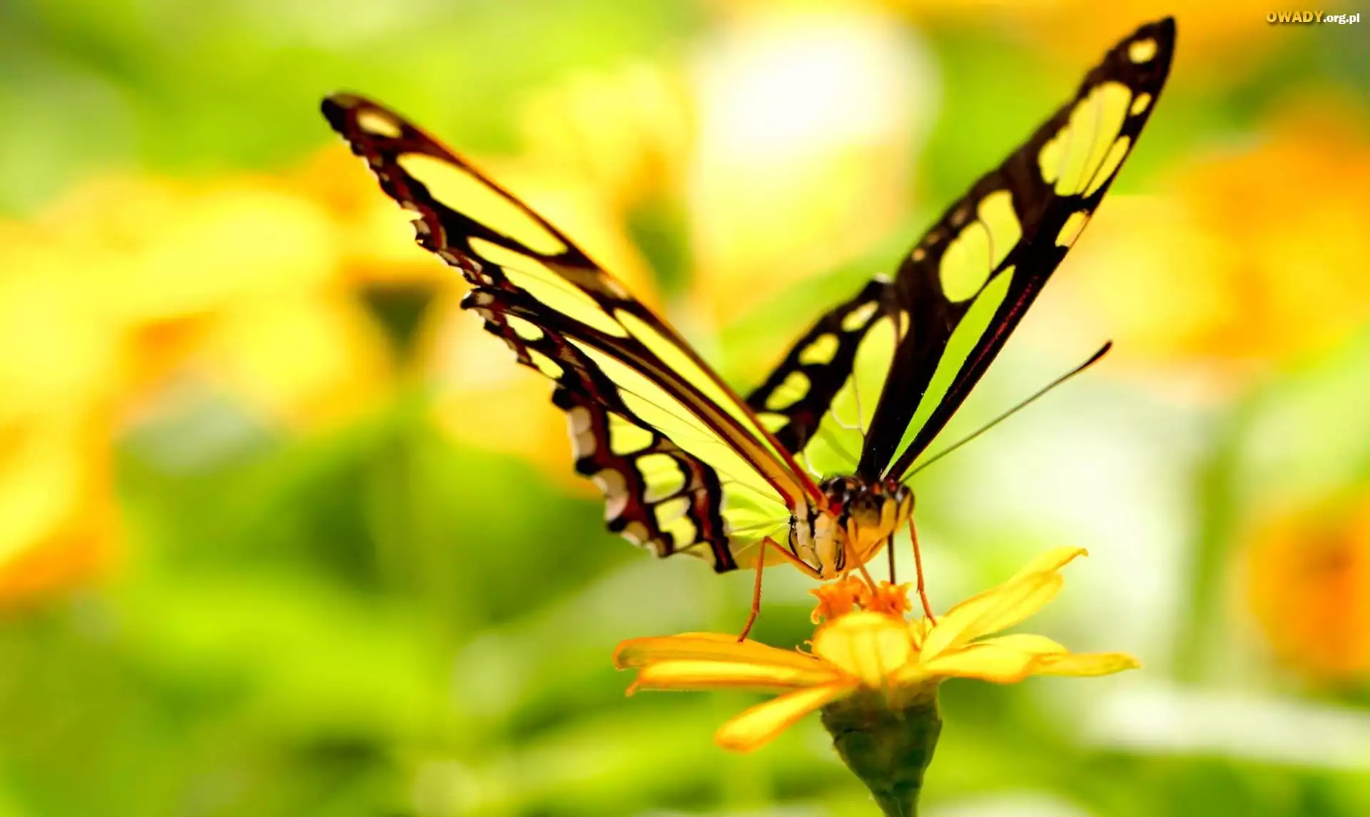 Motyl, Żółty, Kwiat