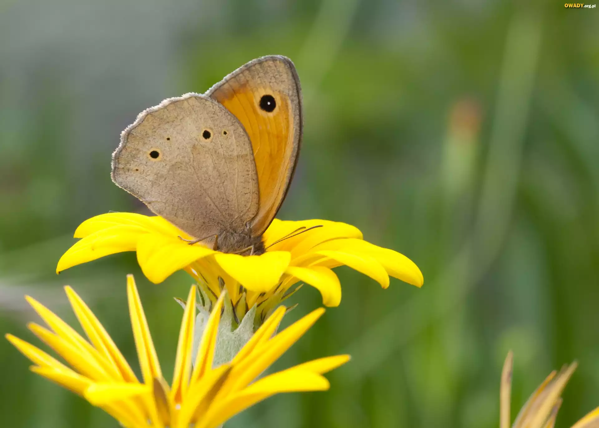 Motyl, Czerwończyk, Nieparek, Żółty, Kwiat