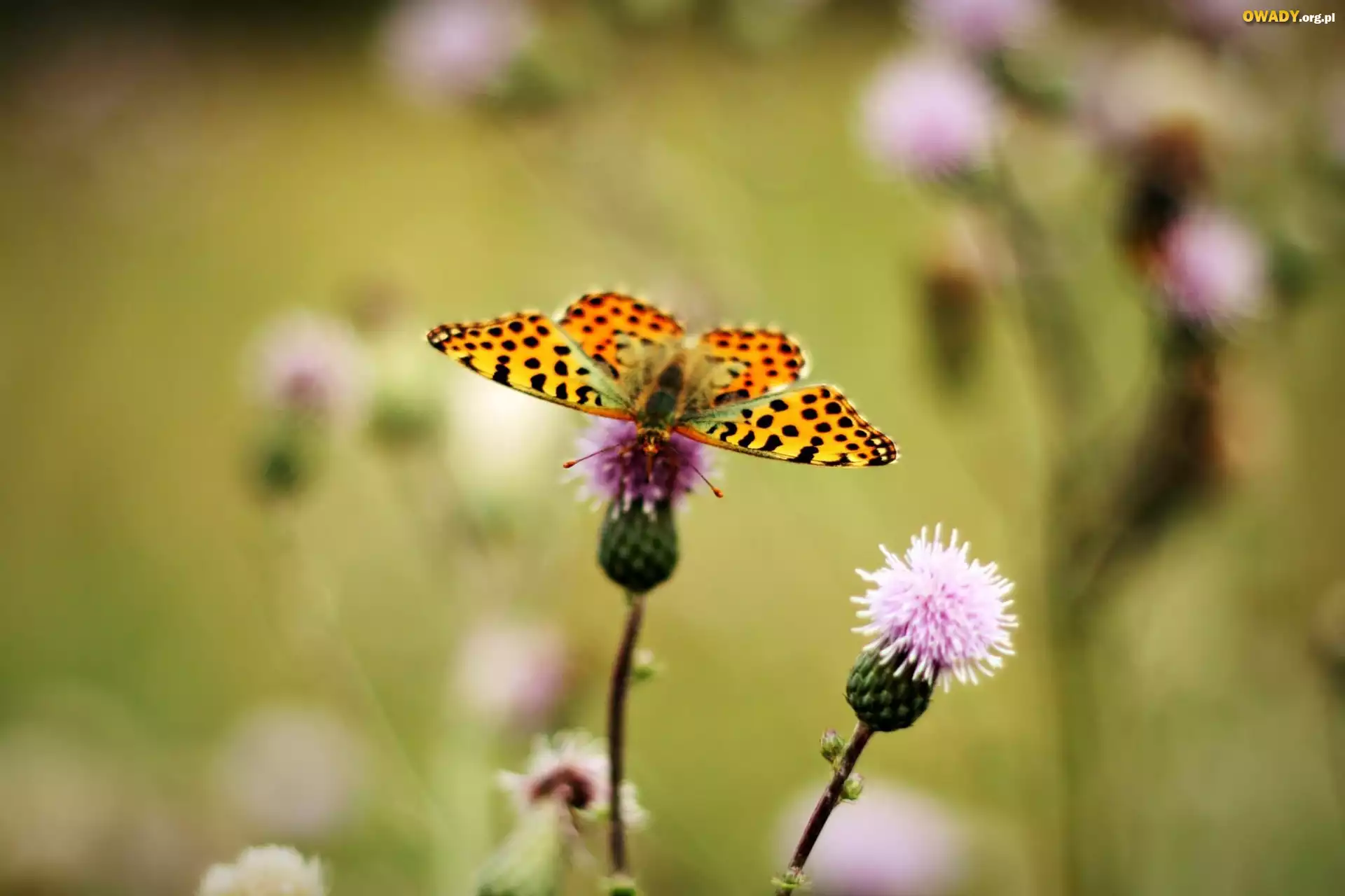 Oset, Motyl