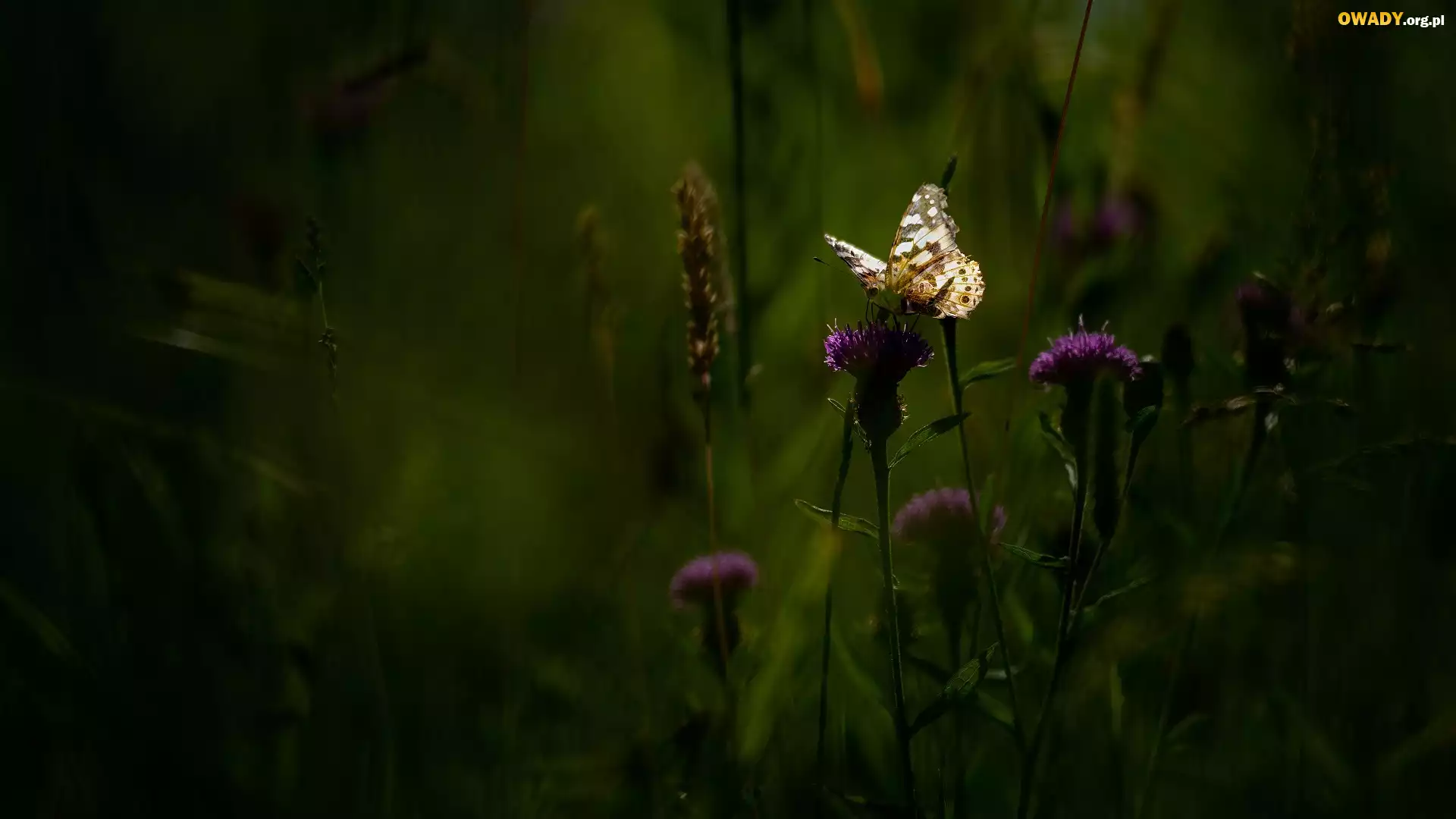 Kwiaty, Ostrożeń, Motyl