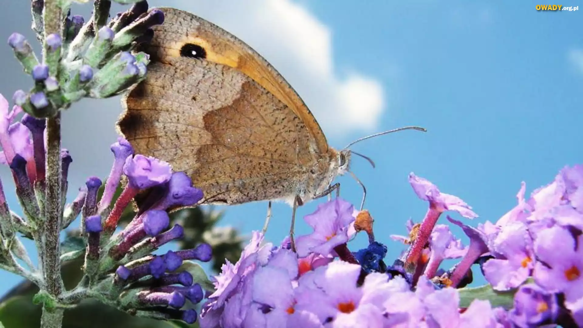 Owad, Motyl, Kolorowe, Kwiaty
