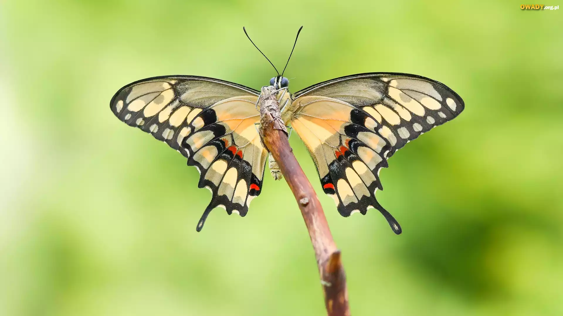 Motyl, Papilio thoas, Patyk, Makro