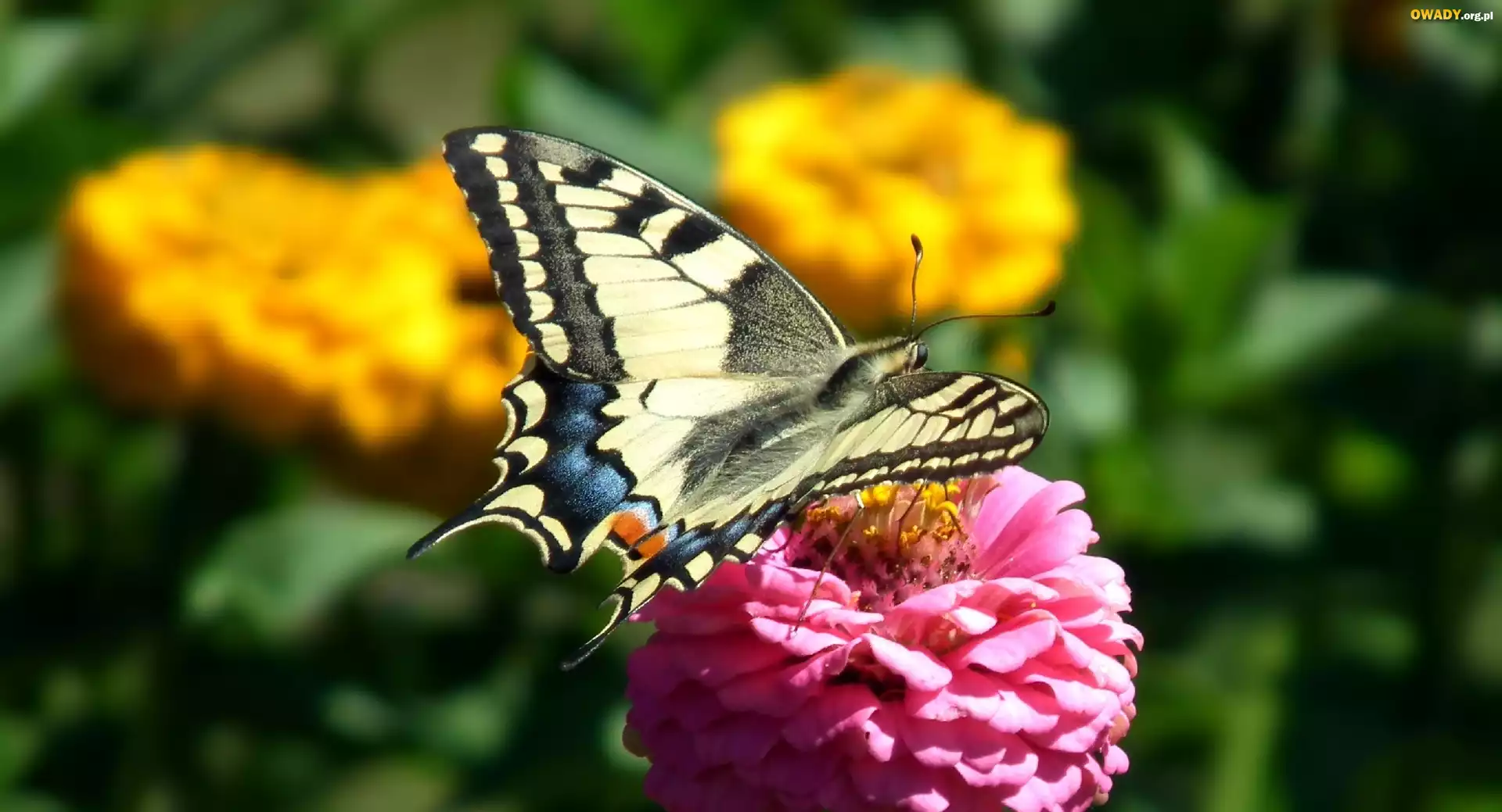 Motyl, Paź królowej