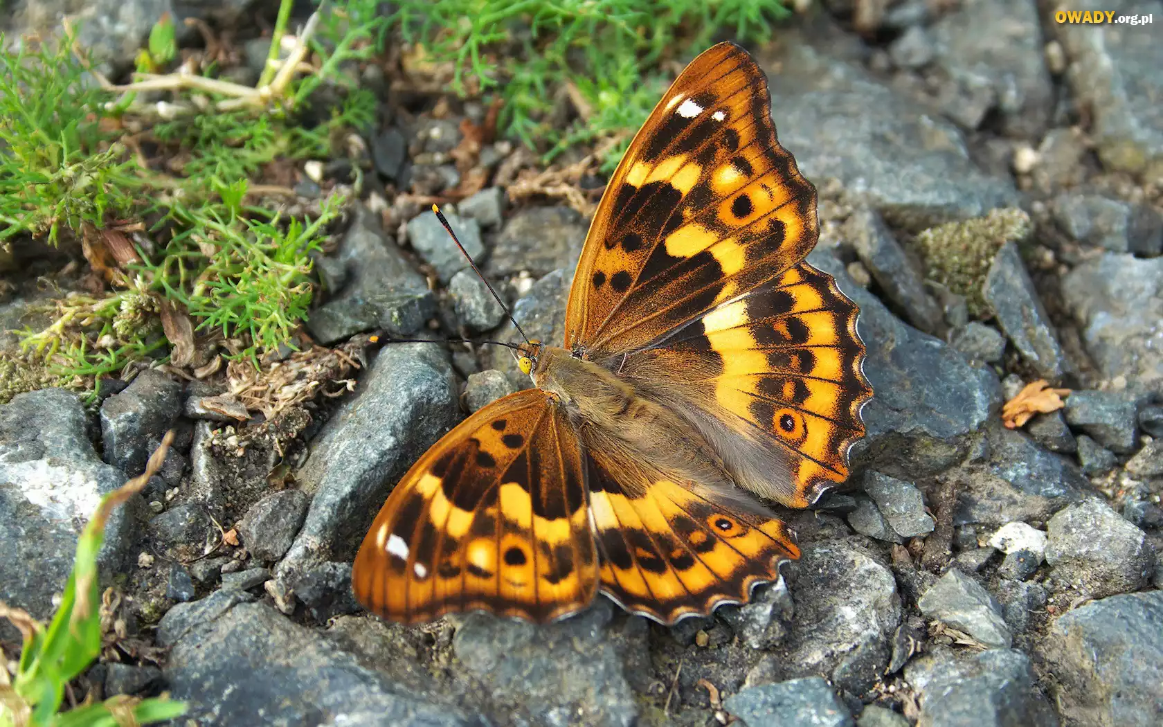 Piękny, Motyl, Kamienie, Roślinność