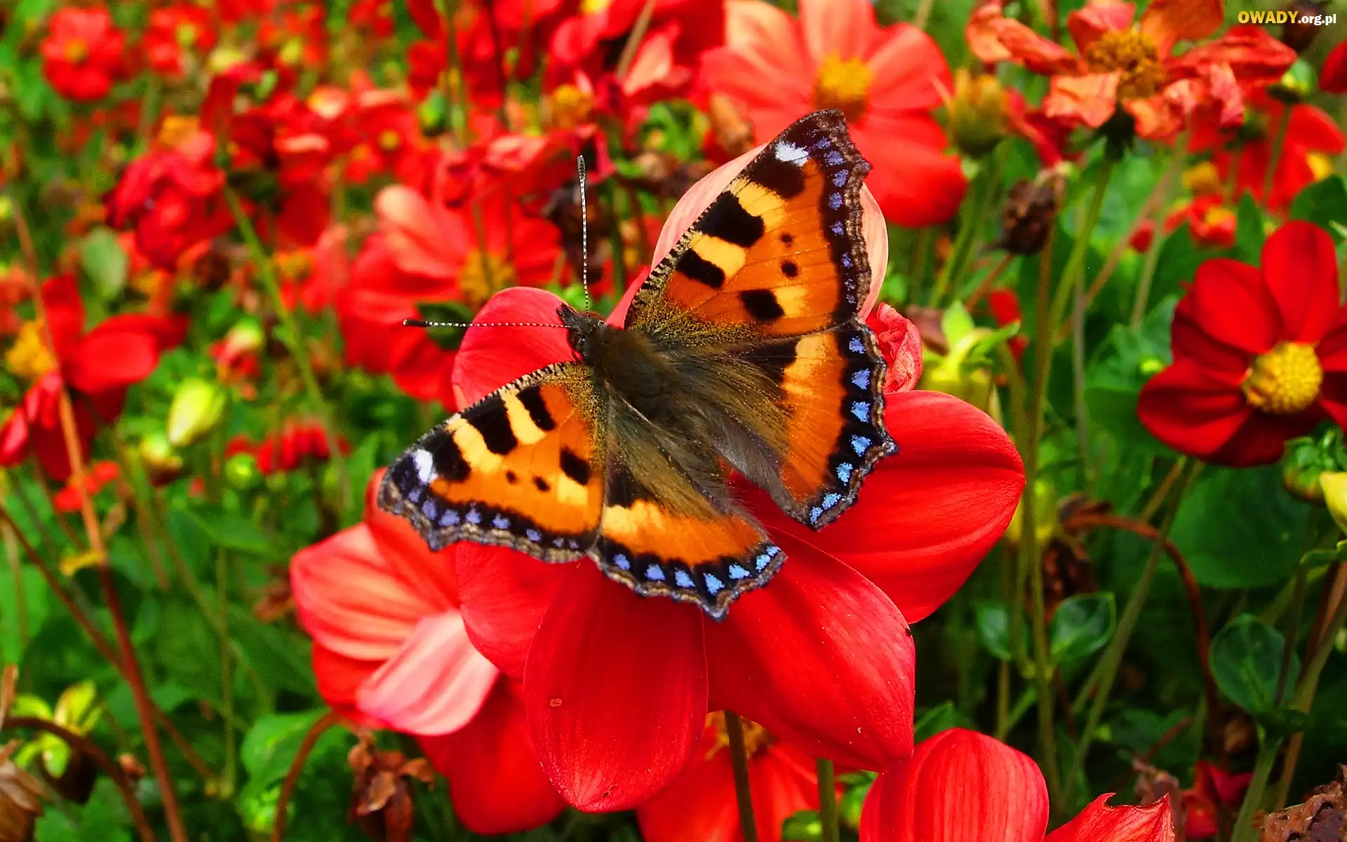 Piękny, Motyl, Kwiaty, Ogród