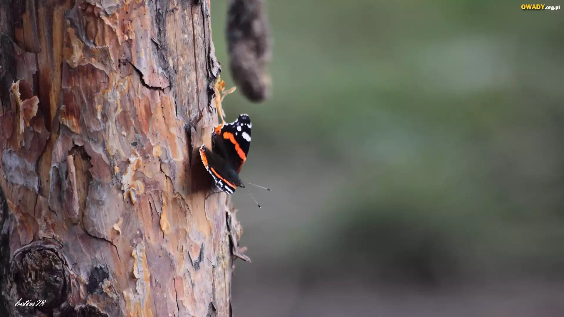 Motyl, Pień, Drzewa