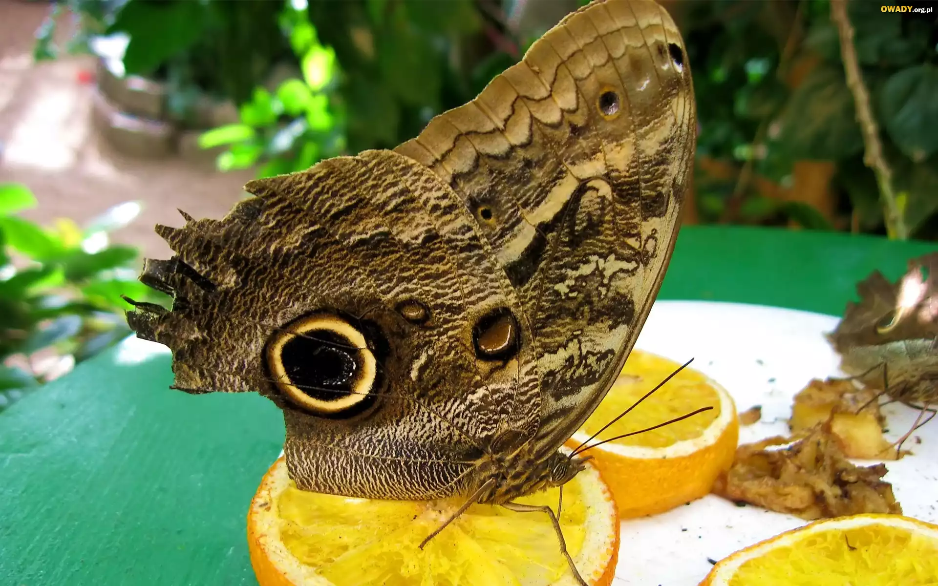 Motyl, Plasterki, Cytryny