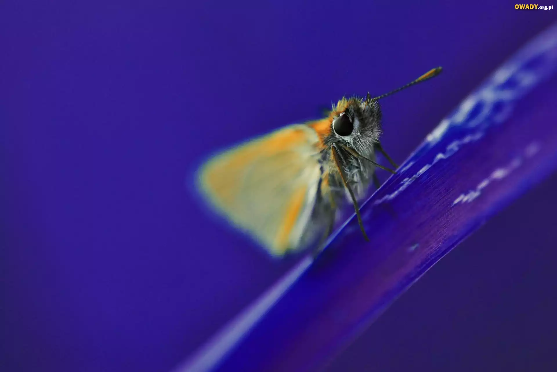 Motyl, Płatek, Kwiata