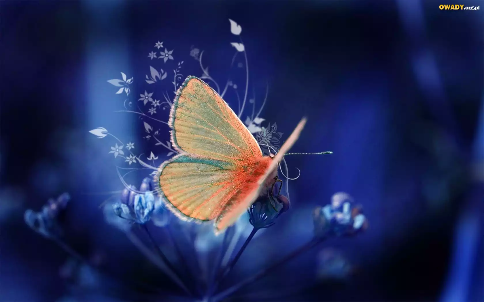 Pomarańczowy, Motyl