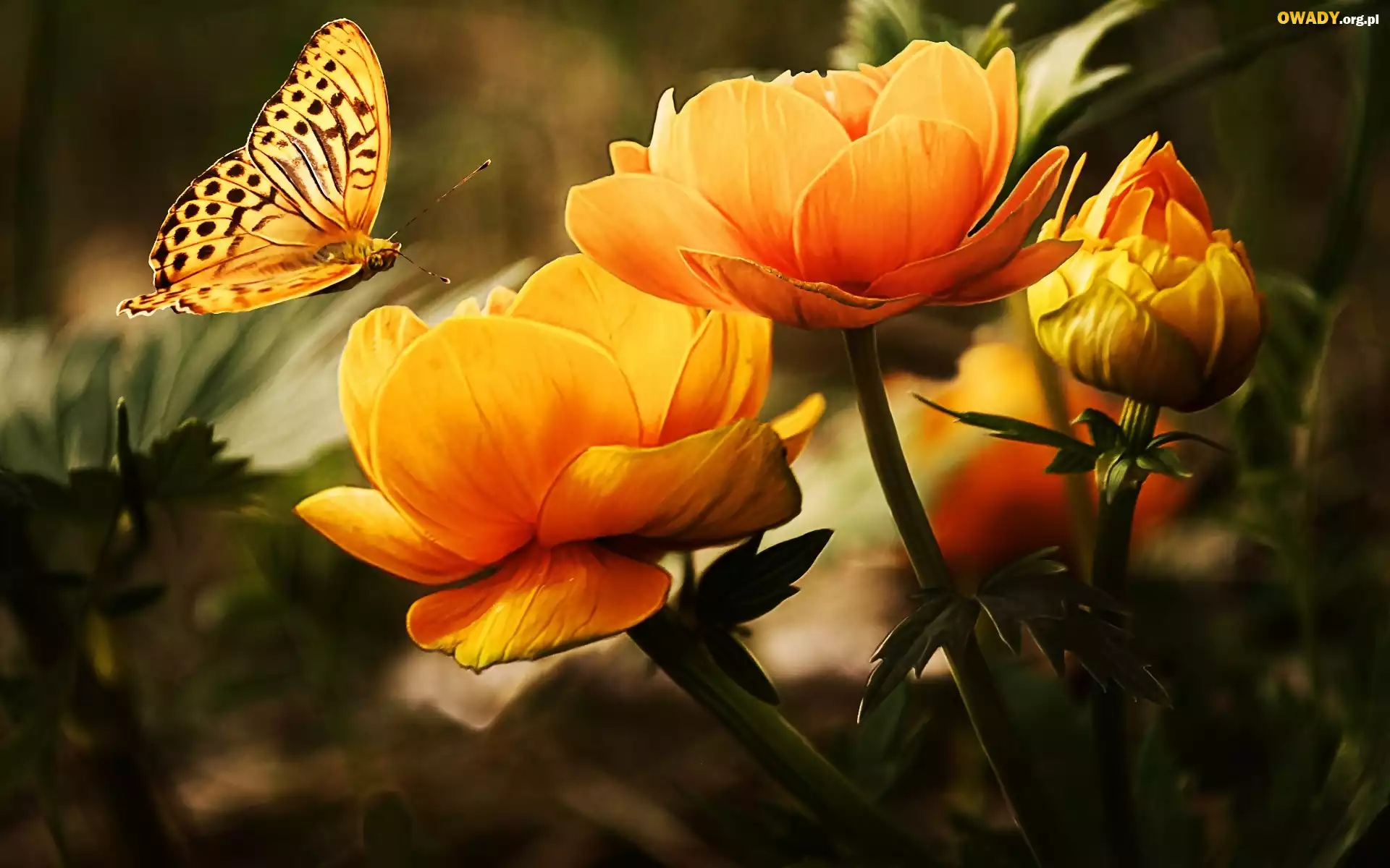 Pomarańczowy, Kwiat, Motyl, Art