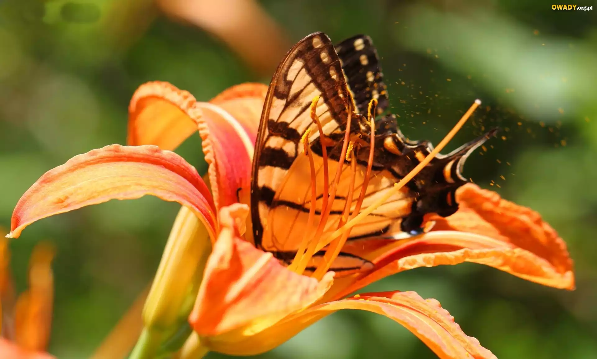 Motyl, Pomarańczowa, Lilia