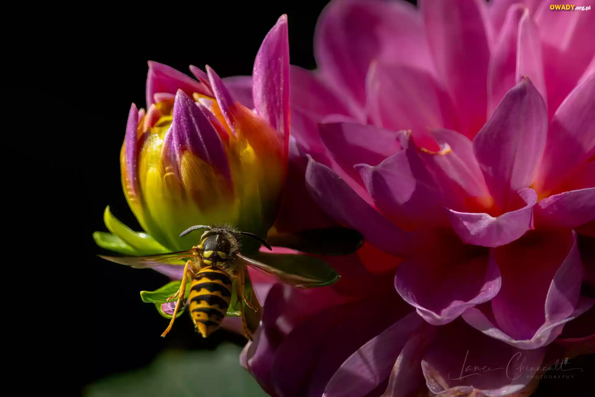 Dalia, Kwiat, Owad, Pszczoła