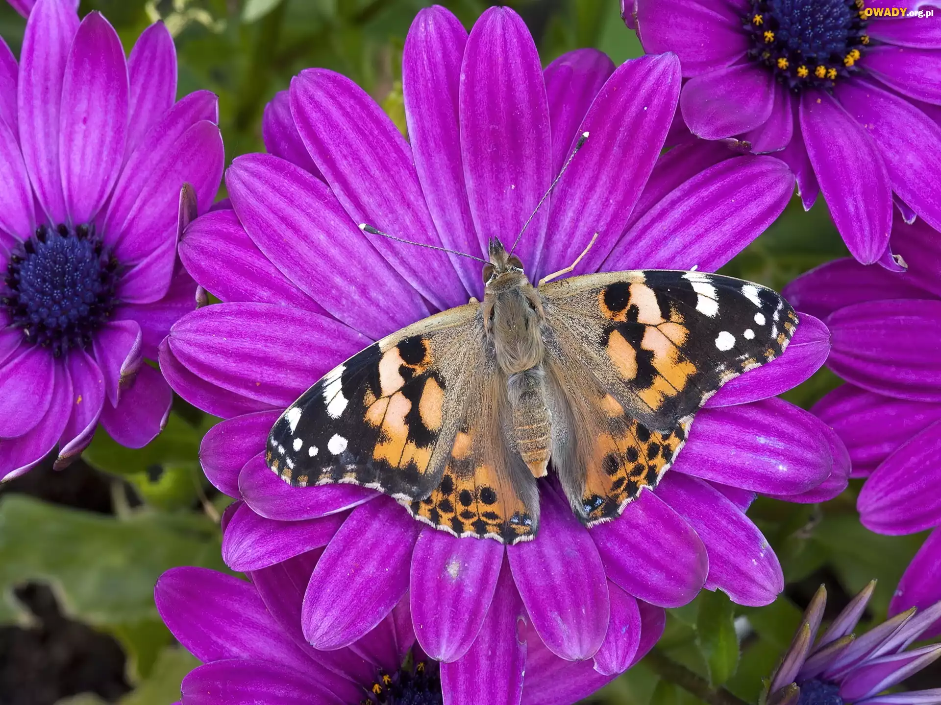 Motyl, Purpurowe, Kwiaty