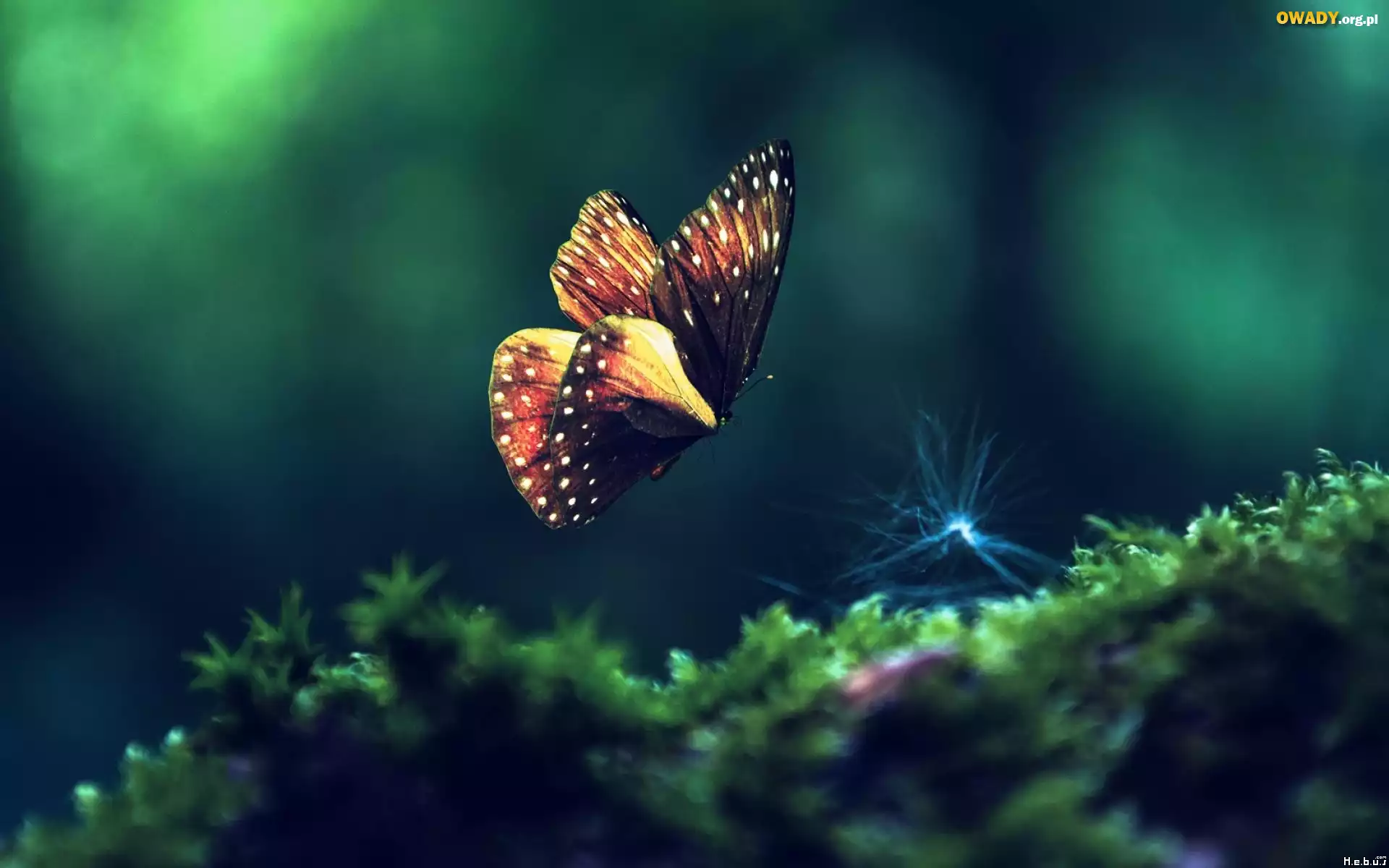 Motyl, Rośliny, Makro