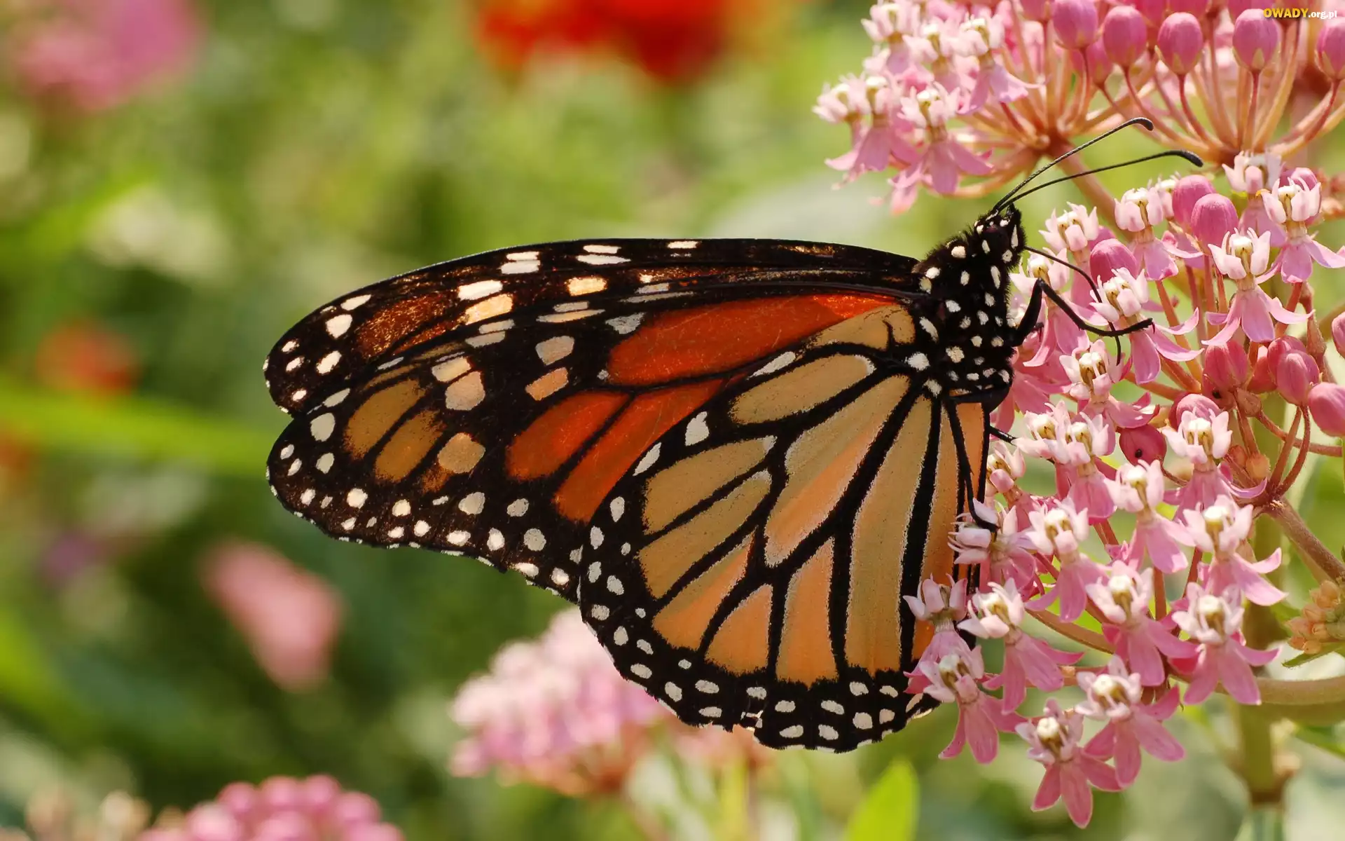 Monarcha, Motyl, Różowe, Kwiatki