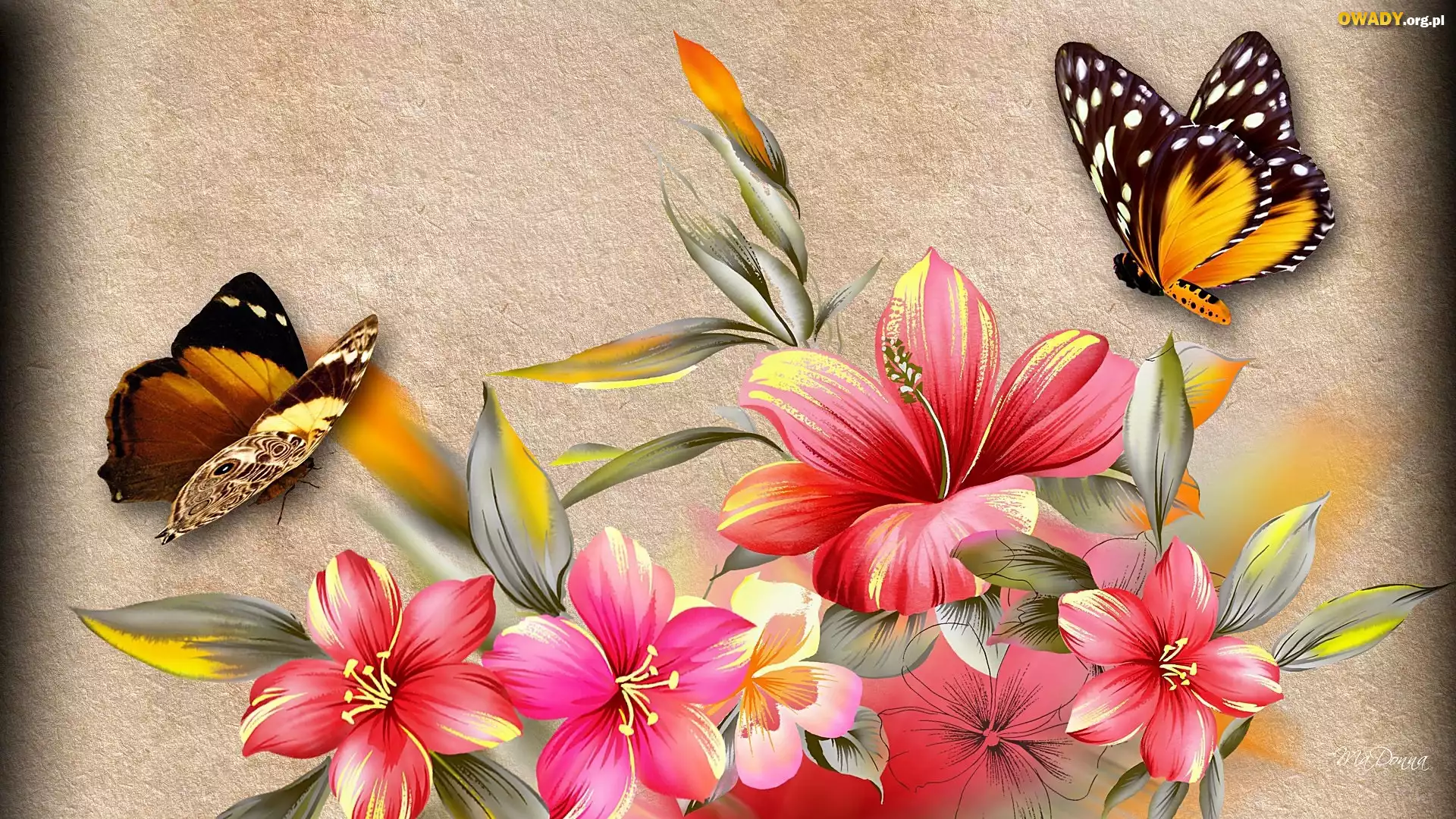 Różowy, Hibiskus, Motyle, Art